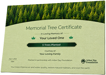 Plant Trees in Memory of Thomas Collins
